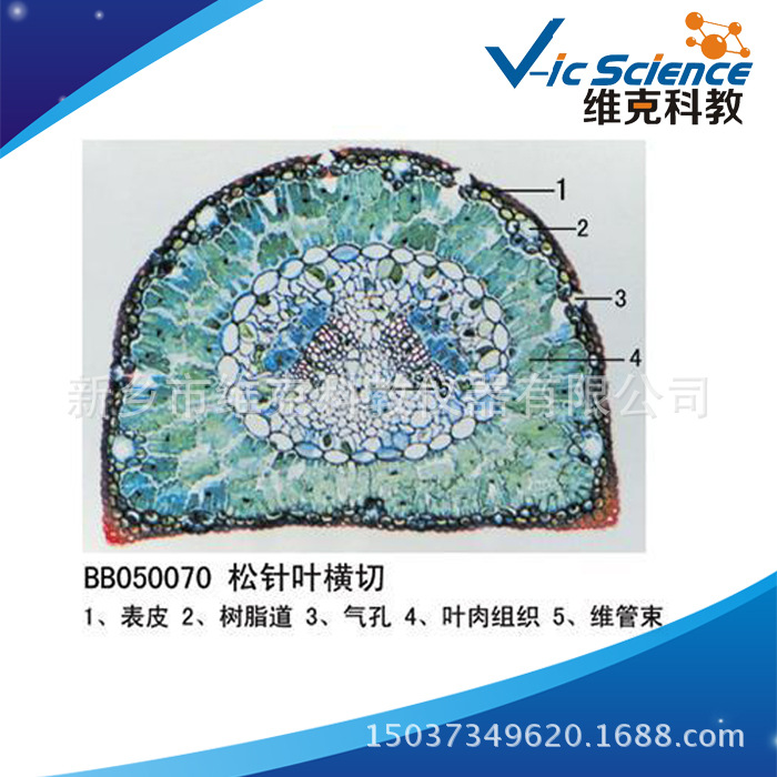 松针叶横切 被子植物类 生物切片 中小学显微镜 生物教学设备