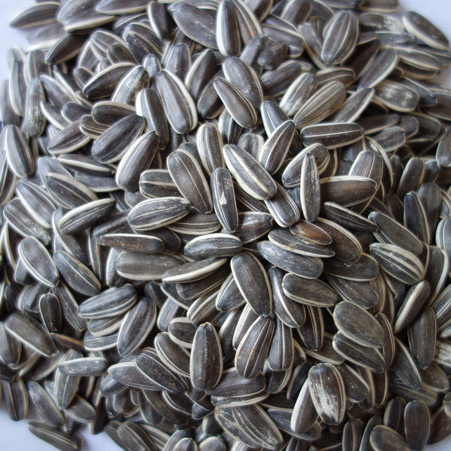 生葵花籽 颗粒饱满 松鼠仓鼠鹦鹉粮食 大瓜子生瓜子 100g 500g