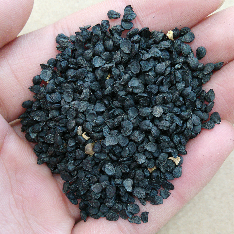 葱籽东北葱子散装500g包运费 九嘉中药材批发