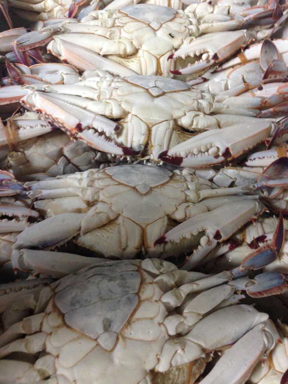 精选新鲜海梭 冷冻梭子蟹 速冻蟹块 切蟹 家庭酒店 海产品批发