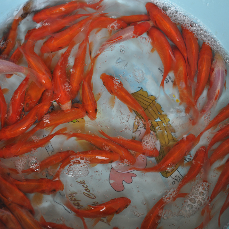 正楷观赏鱼养殖基地现货批发长尾红草鱼活体鱼苗小款红草鱼草金鱼