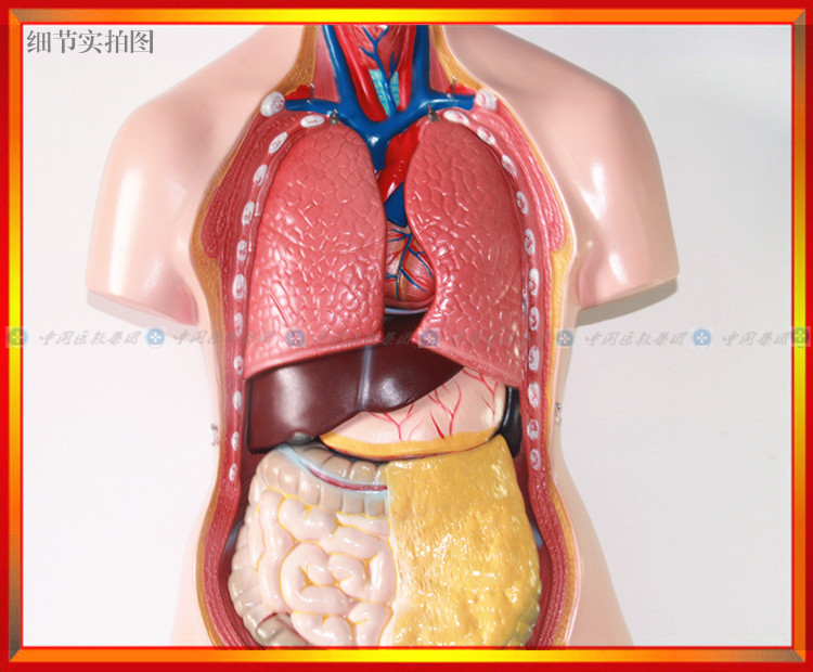 厂家供应 三性人体躯干模型(85cm/21件) 人体内脏器官模型 津堰