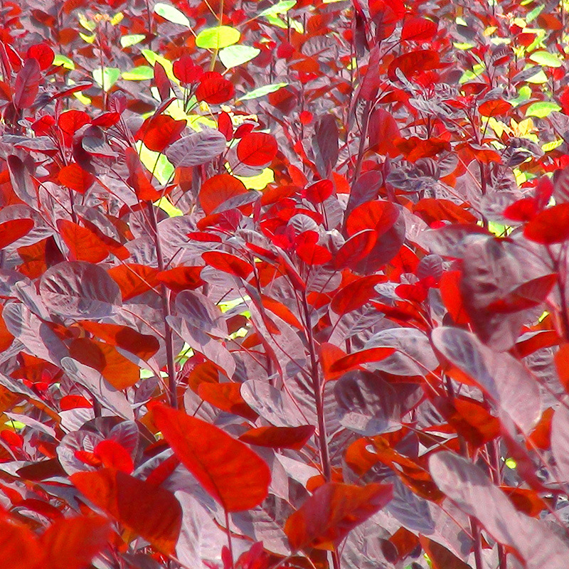 批发供应紫叶红栌 庭院植物 紫叶红栌小苗绿化苗红栌苗包成活