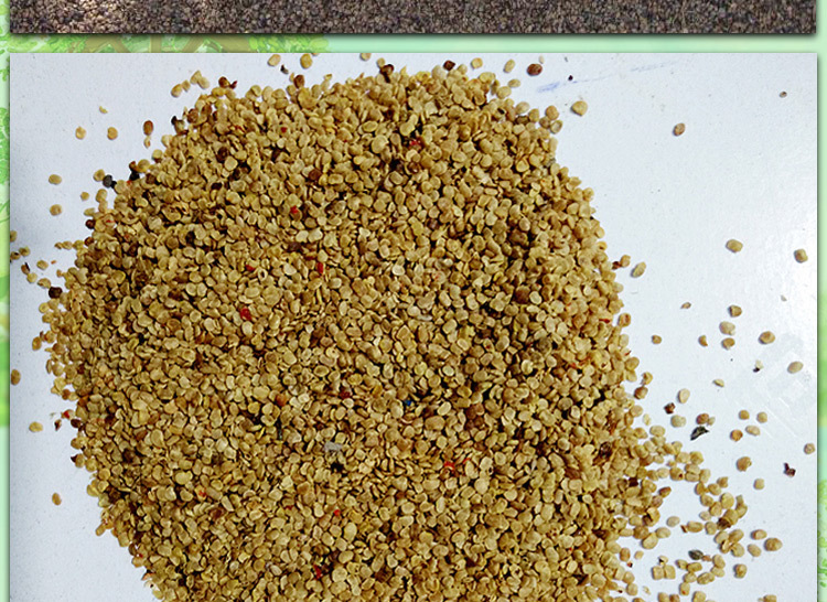 枸杞种子 红枸杞种子 黑枸杞种子 庭院盆栽花草种子 滋补药材种子