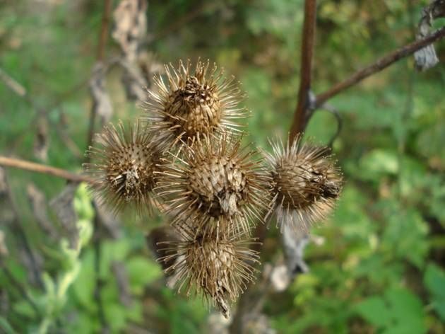 牛蒡子提取物101牛蒡子浓缩粉