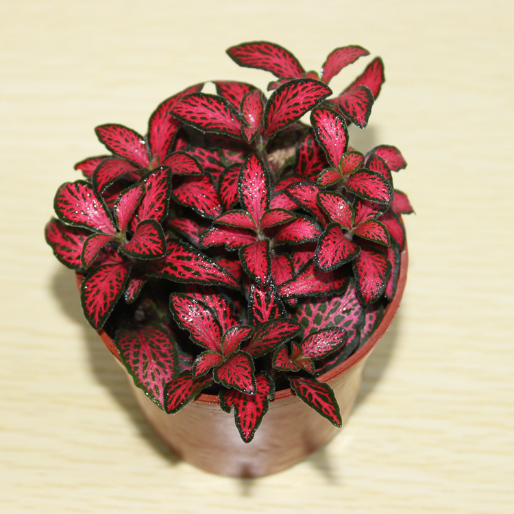 【产地直销】批发微景观植物 森林小火焰网纹草a80 迷你小盆栽