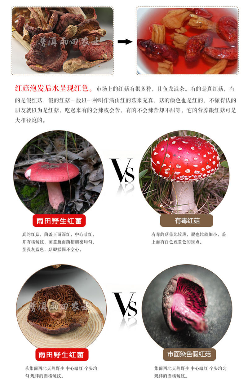 云南特产 野生菌 干大红菌 干红菇 干蘑菇 绿色健康 食用菌批发