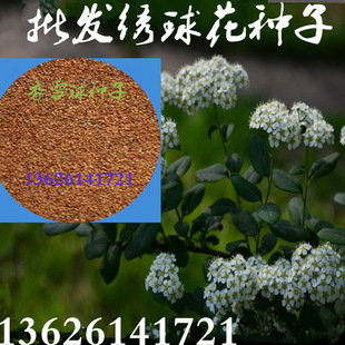 批发 绣球花 香雪球种子 绣线菊各种花草种子等【精品 】