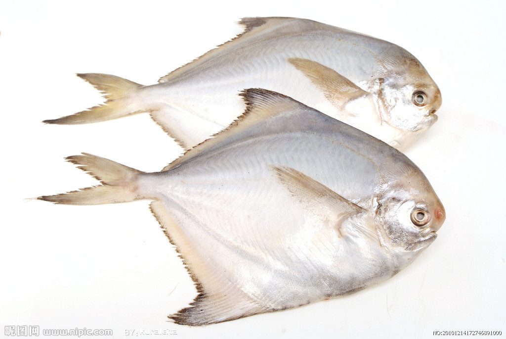 厂家新鲜活大鲳鱼长鲮婆子渤海湾海鲜水产特大平鱼可