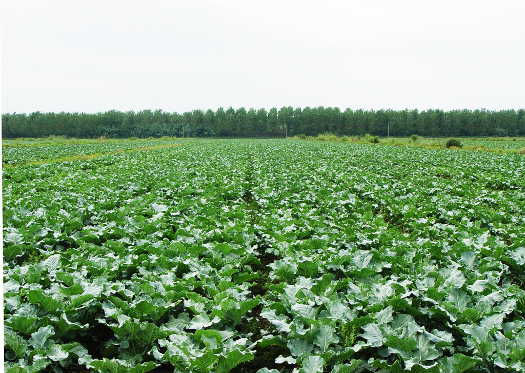 "弶农"牌西兰花坚持选用优良品种,注重生长环境的保护,生产过程中严格
