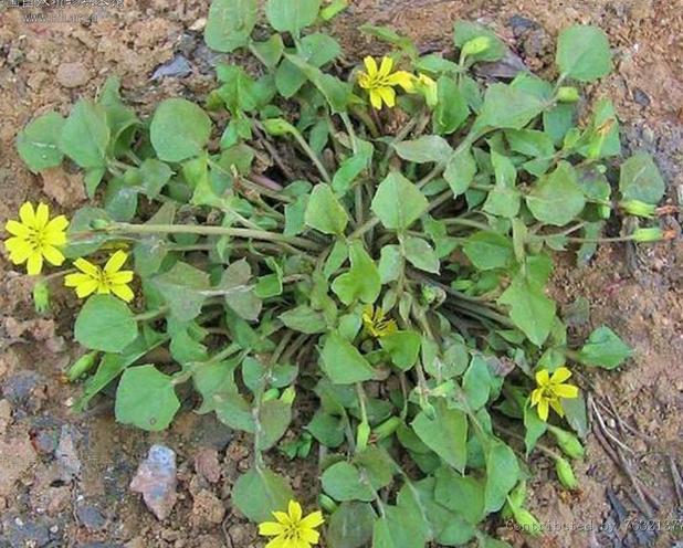 稻槎菜粉回荠浸膏粉稻槎菜浓缩粉