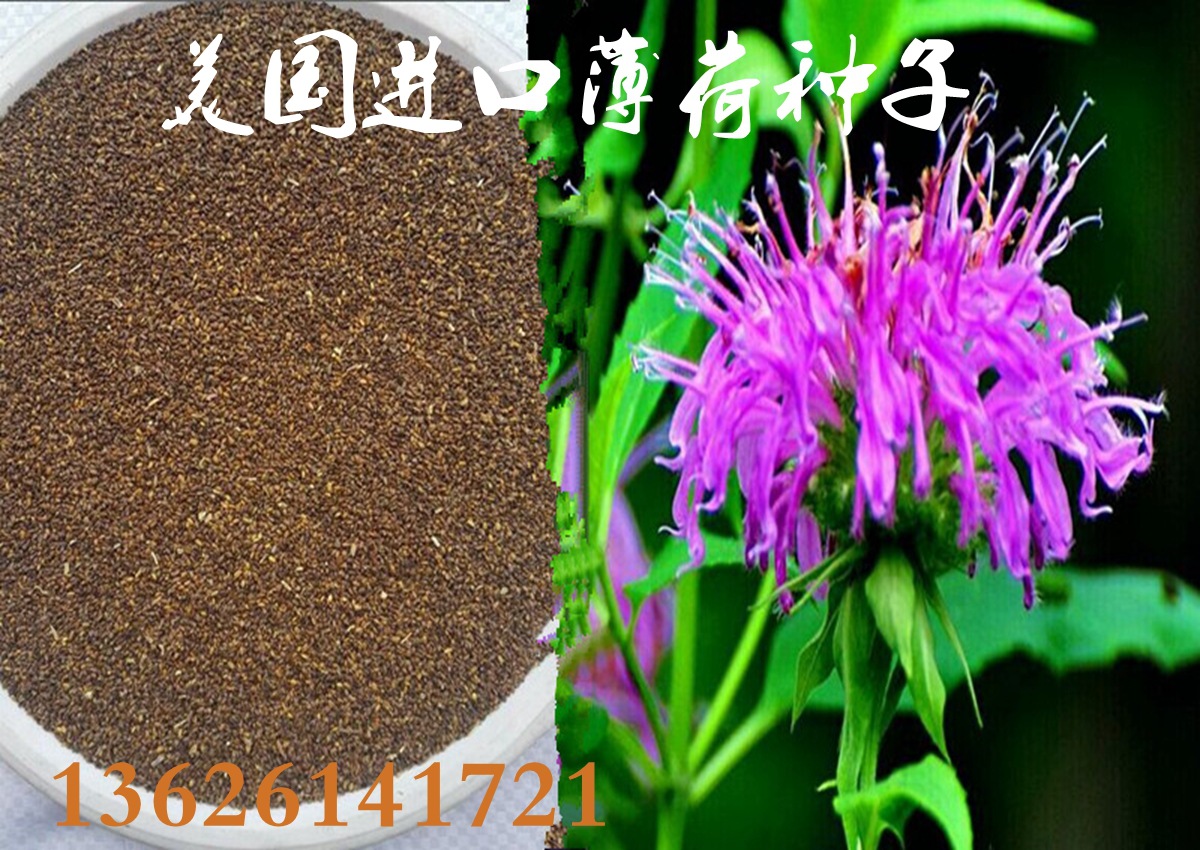 批发薄荷种子猫薄荷牛奶香薄荷薄荷籽13626141721精品