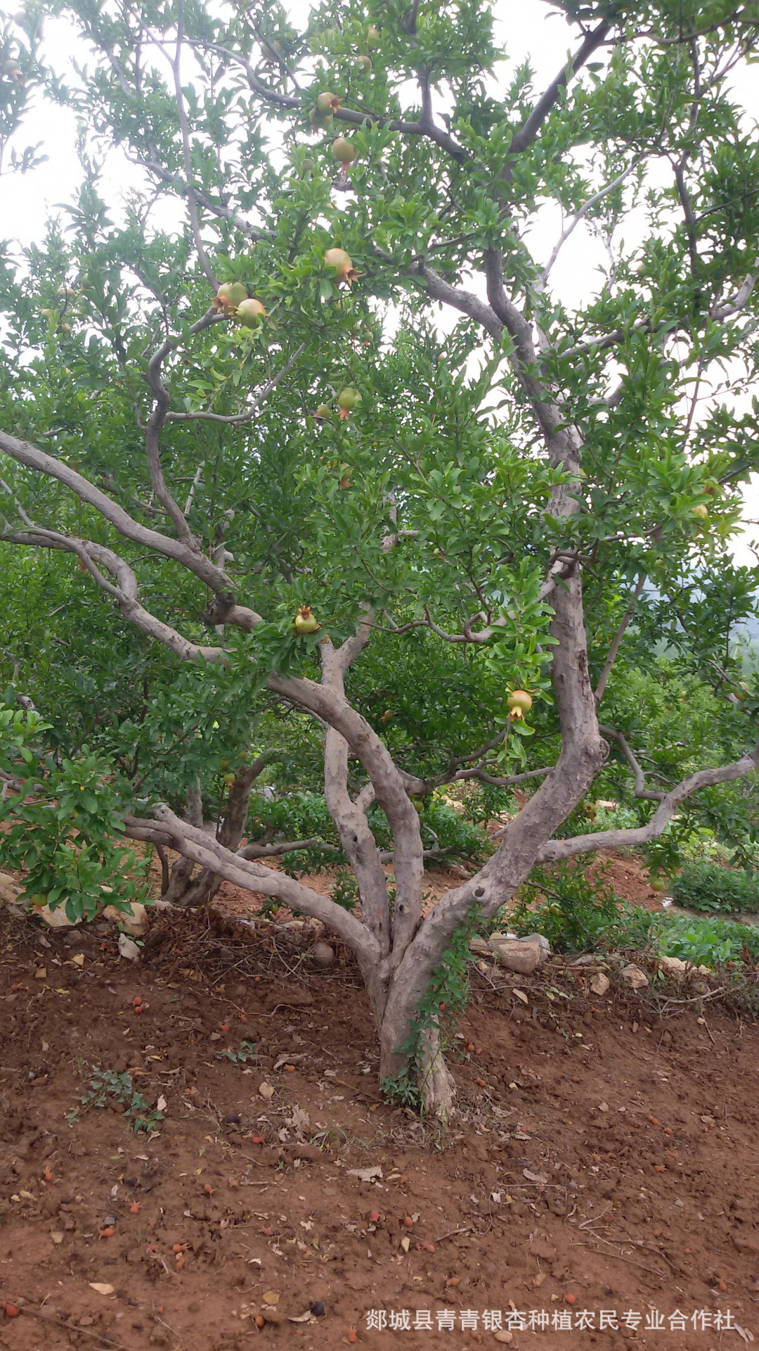 销售石榴 石榴树 石榴树小苗 古桩石榴树 石榴绿化