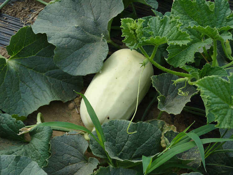 地方老品种弥河火凤凰火银瓜种子 甜瓜香瓜脆瓜水果脆甜原装150粒