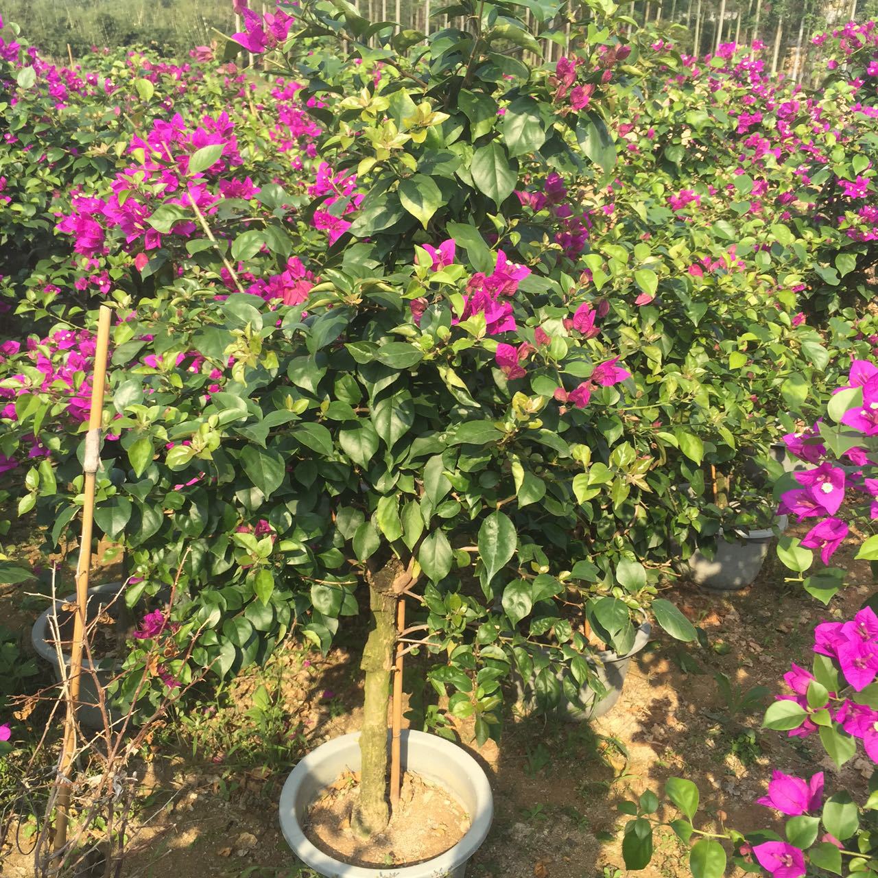 批发三角梅小苗勒杜鹃四季红三角梅造型三角梅