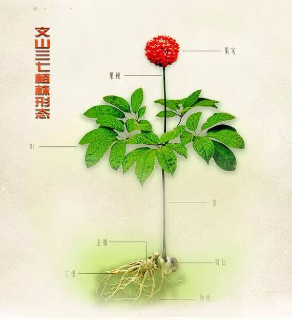 三七花文山产地批发15年新花无柄四年三七花农户批发