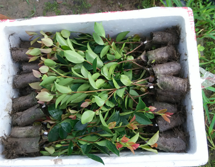 江西省高产嫁接油茶容器苗批发15-25cm出售