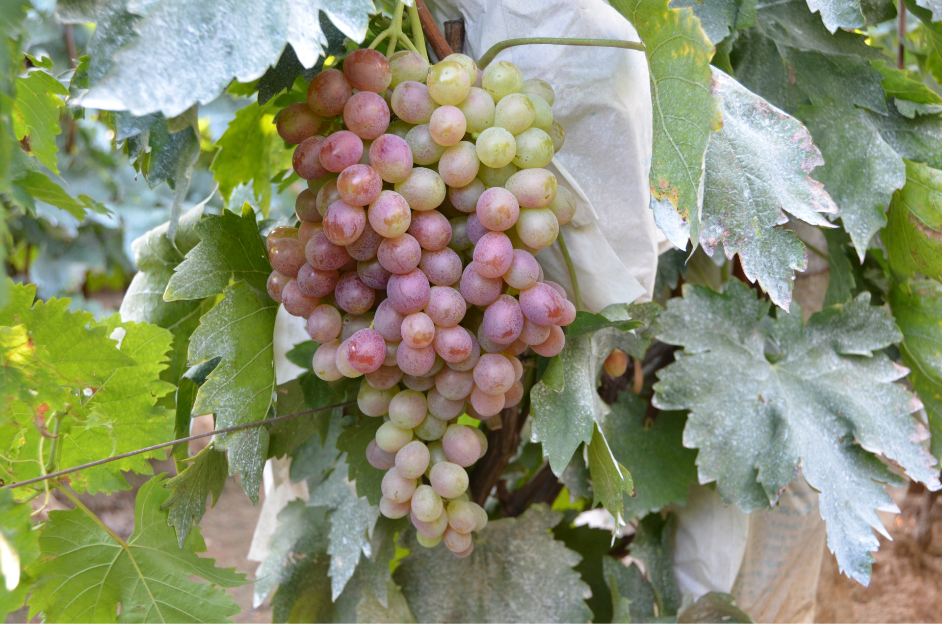 5以上优质葡萄苗圣诞玫瑰