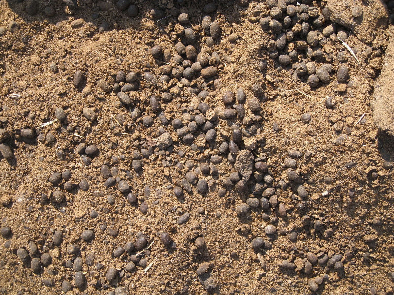 销售内蒙羊粪纯发酵羊粪羊粪粪粪羊羊