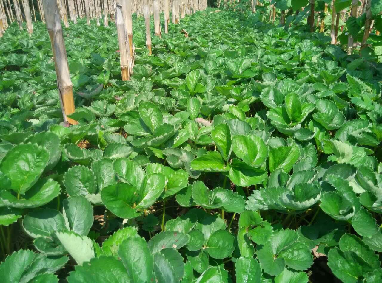 丰香 法兰地 质优价廉 包成活 盛泽苗圃供应大量草莓苗 红颜 章姬