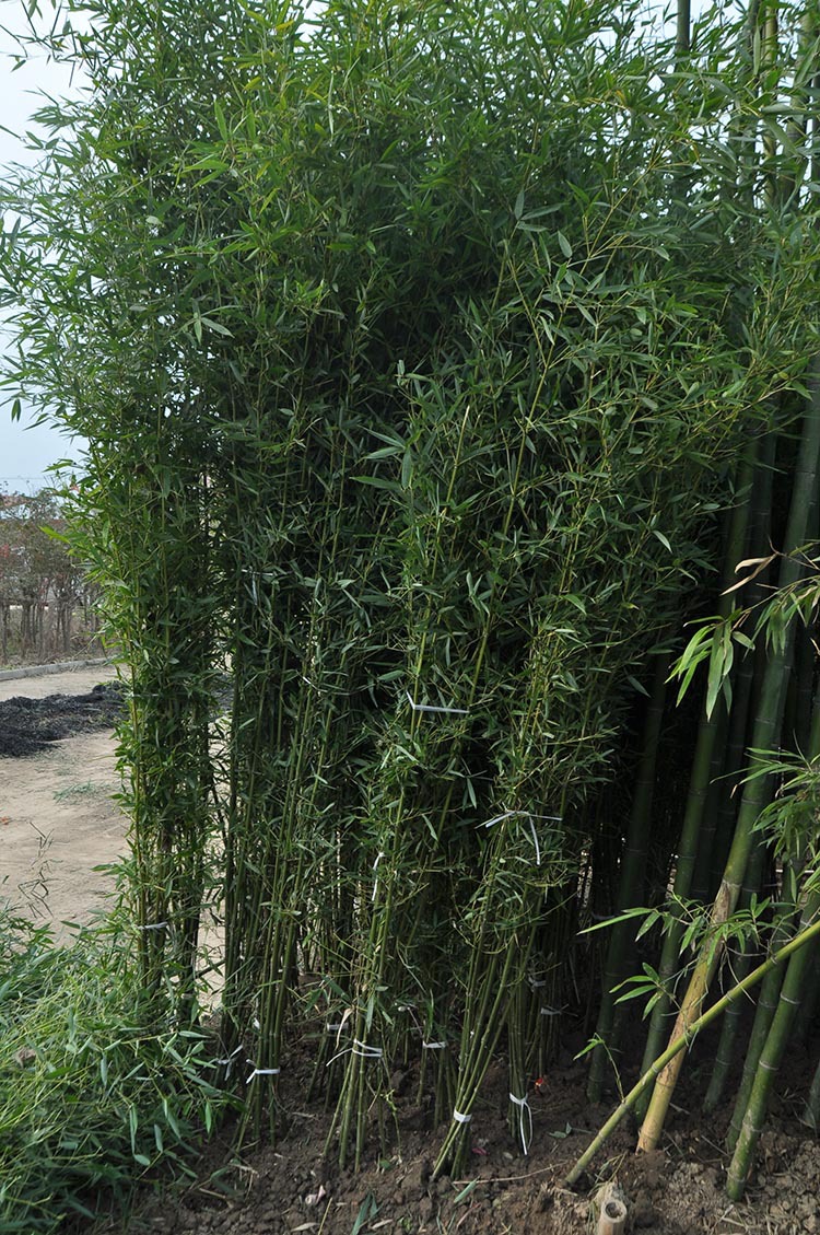 竹子是草还是树(竹子的种类和名称大全)