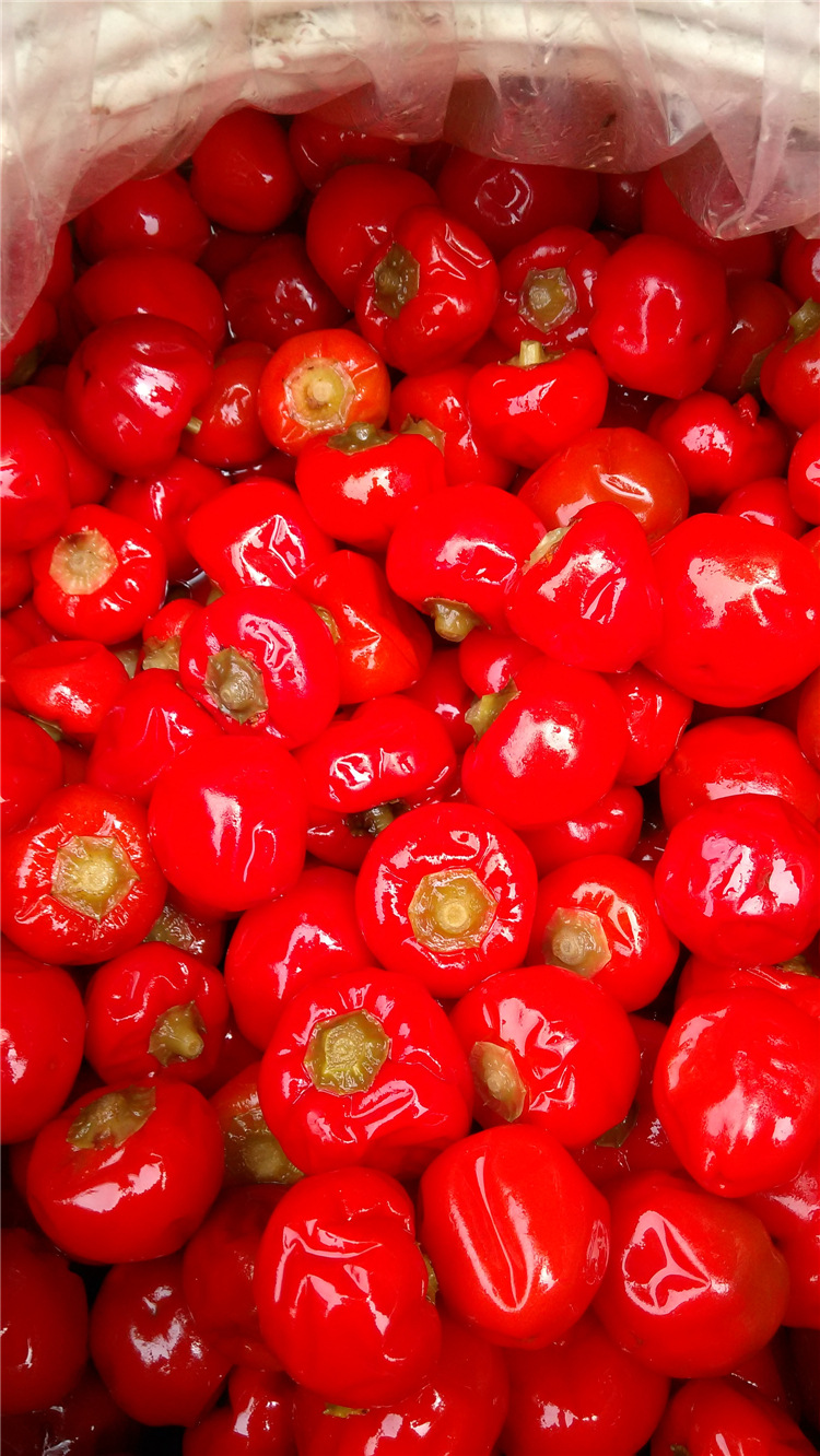 四川特产泡朝天椒新鲜泡椒墨鱼仔专用30kg圆泡椒泡红椒泡菜批发