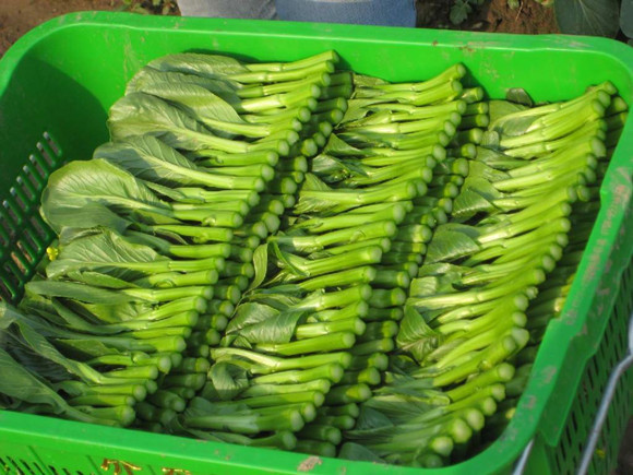 四季菜心种子青柳叶菜苔白菜薹耐热耐湿生长快可收多茬10克