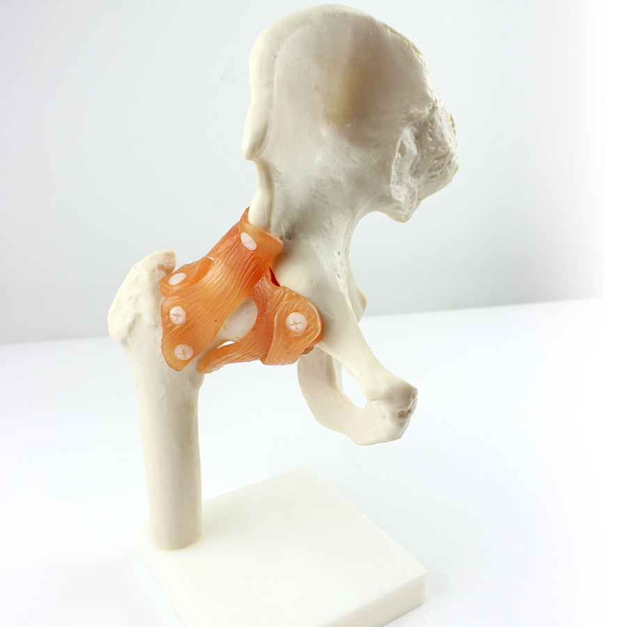 enovo 髋关节模型 股骨 髋骨人体骨骼模型骨骼模型人体运动