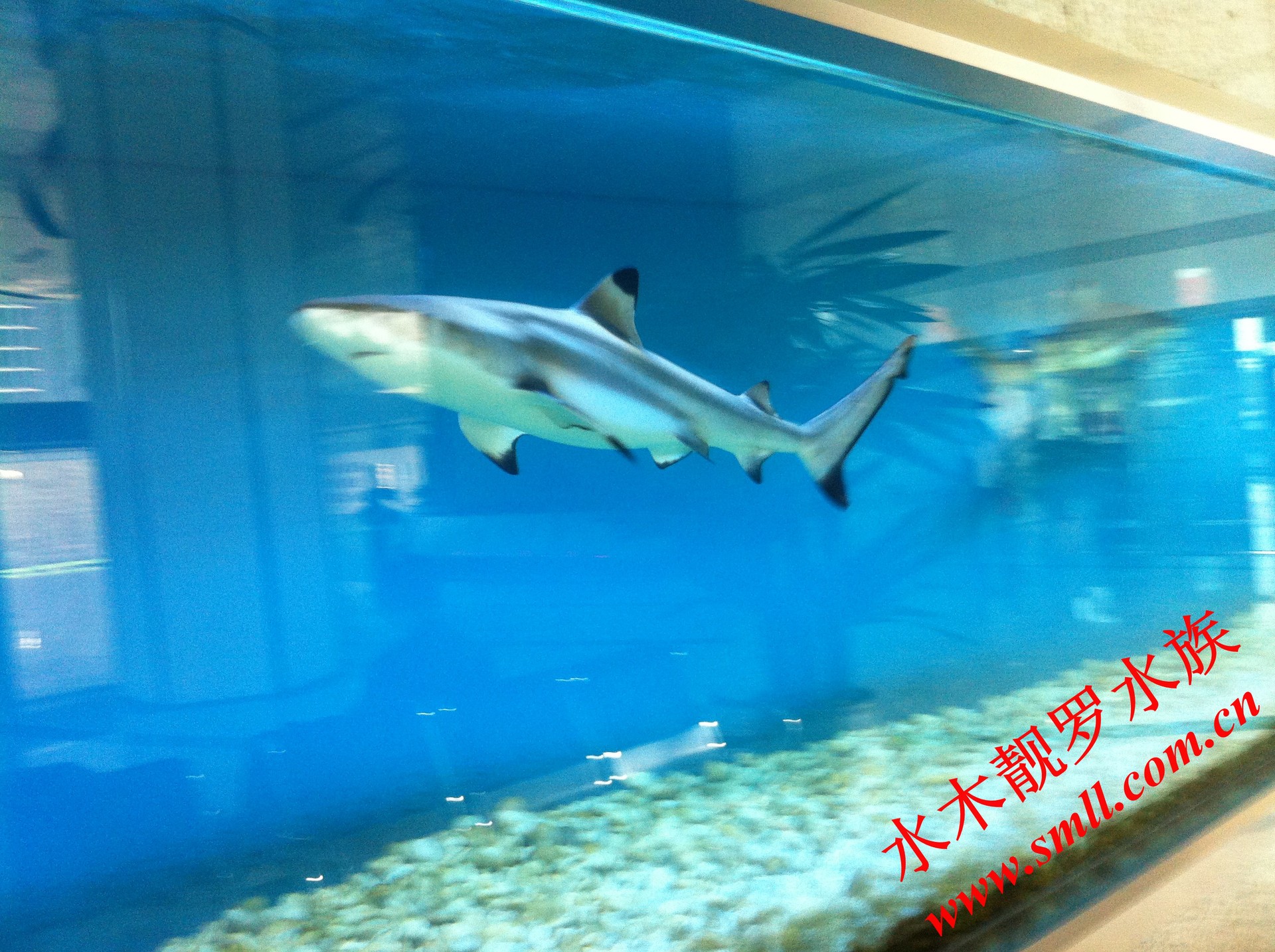 直供超低价供应海水观赏型活体鲨鱼 养殖黑鳍鲨 大型鲨鱼