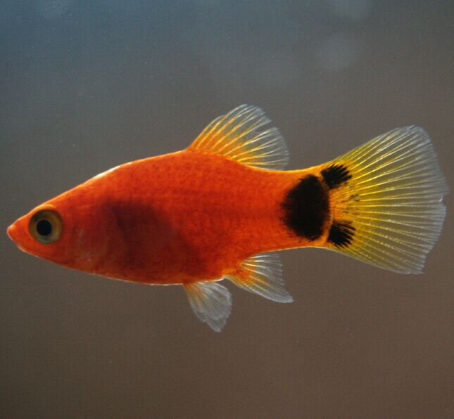 热带观赏鱼批发 胎生鱼米奇鱼 小型鱼