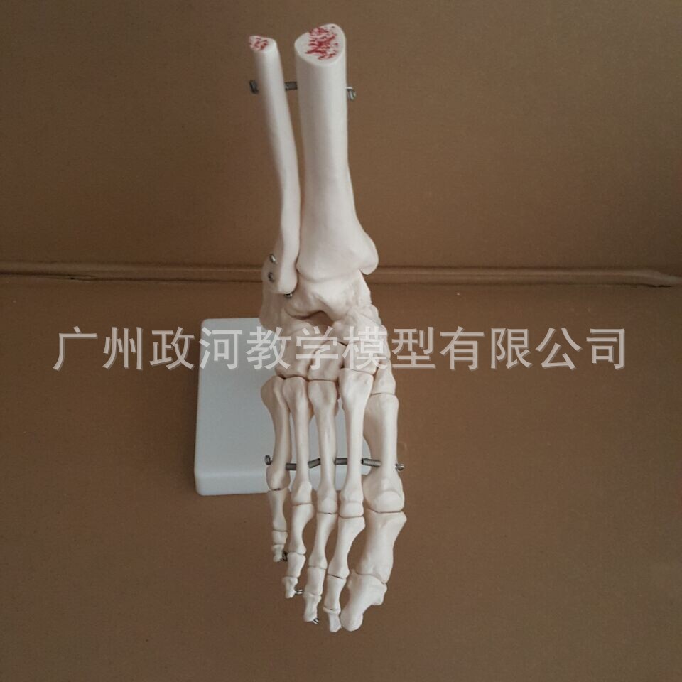 正品人体高端医用1:1人体脚关节模型 足关节踝关节手足外科