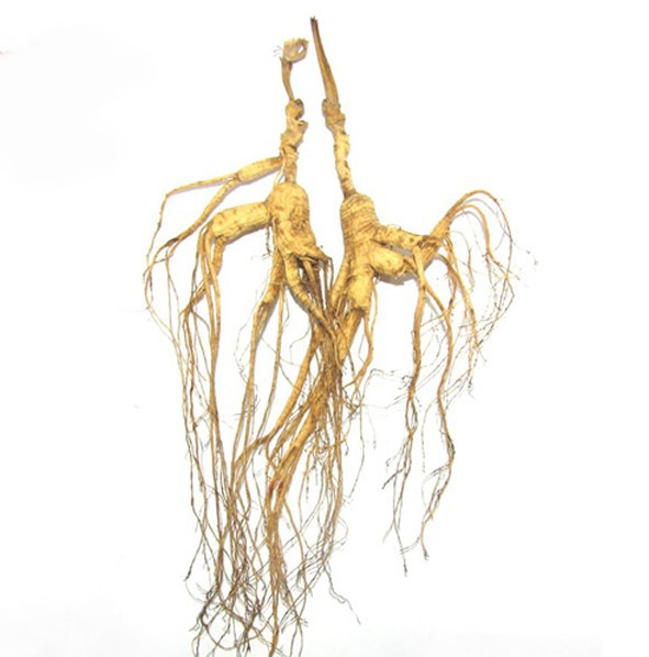 吉林长白山特产 人参野山参 移山参 单支林下参 批发特价包邮