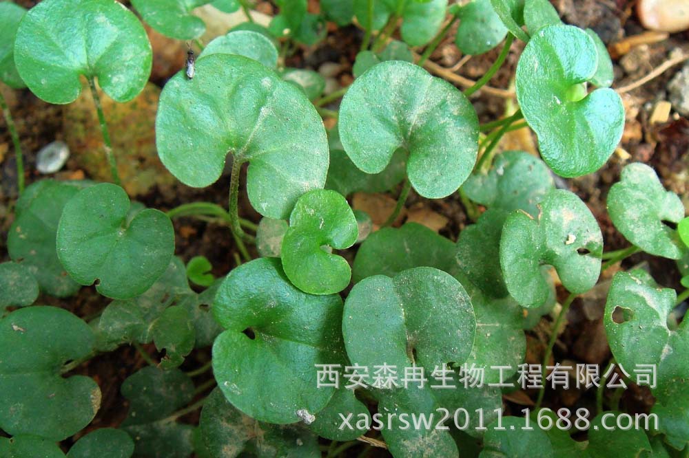 【重金属检测】