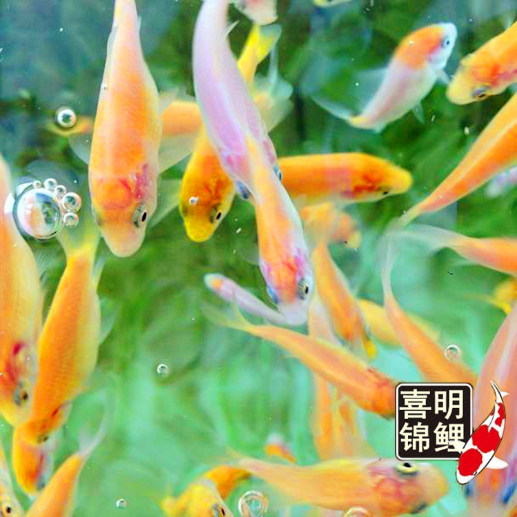 水花成长记录32