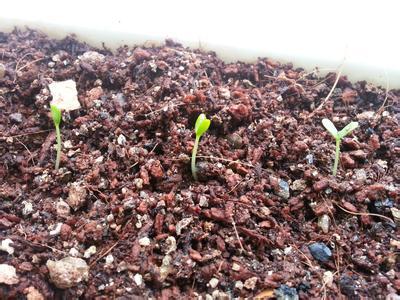 拇指西瓜种子 拇指黄瓜 迷你西瓜佩普基诺 墨西哥酸黄瓜 蔬菜种子