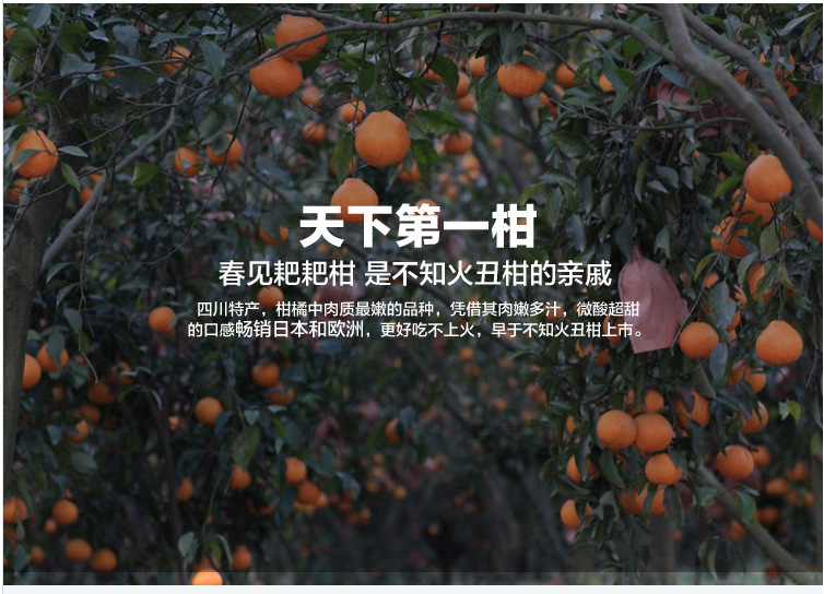四川蒲江特产 春见 耙耙柑 自家新鲜水果 不知火丑柑橘子 预售