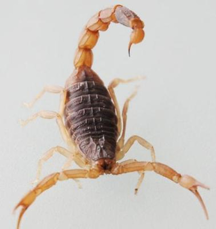 批发优质亳州中药材全虫 清水全蝎 食用蝎子 药食两用 活血通络