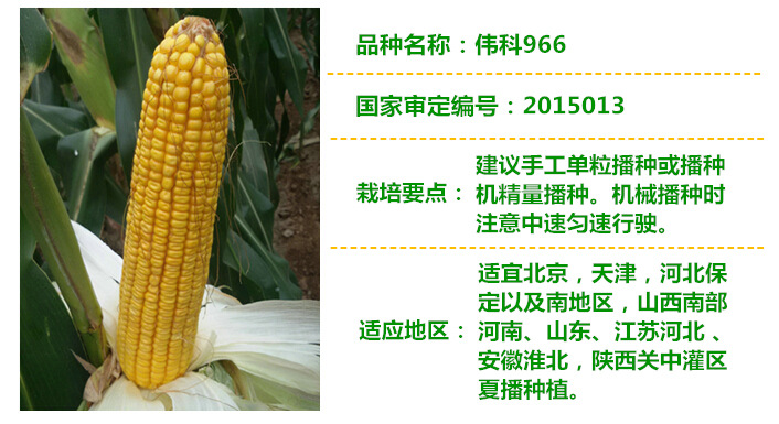 国审品种 伟科966 农作物玉米 农资玉米批发