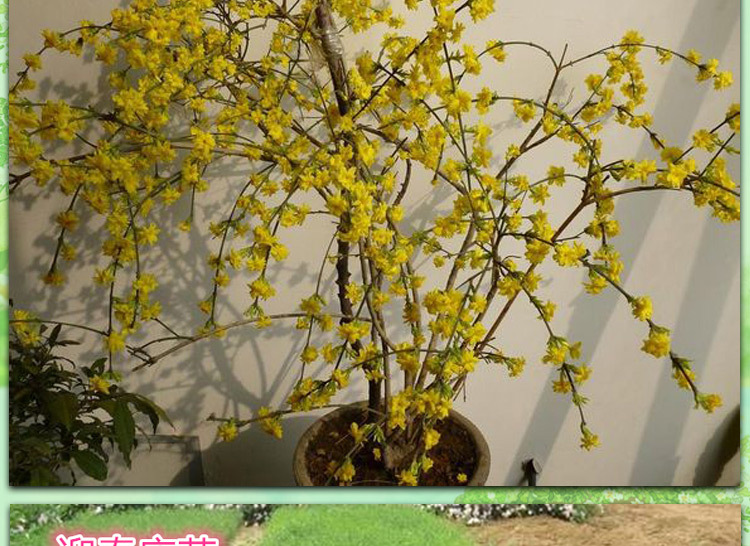 迎春花苗迎春迎春小苗迎春工程绿化苗迎春花盆景工程用苗