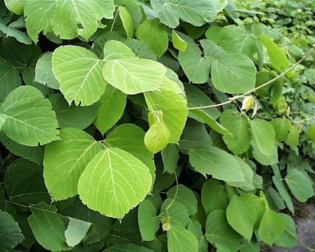 葛根黄酮40% 兰州现货