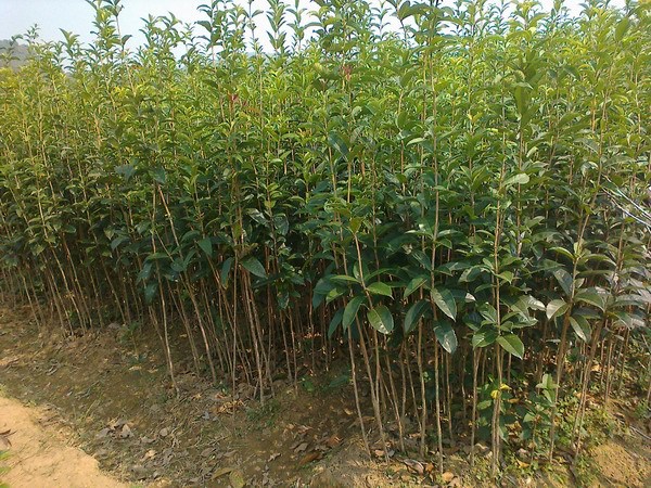 基地批发 丹桂苗 四季桂花苗 金桂苗 庭院观赏桂花苗 绿.