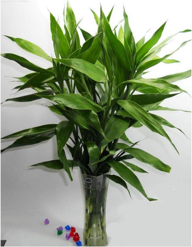 基地批发大叶富贵竹 转运竹 家庭 办公室水培植物 防辐射四季常青