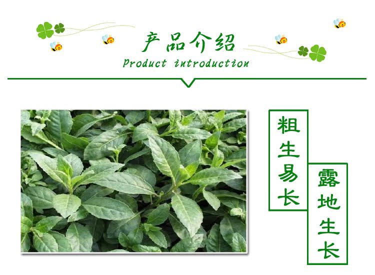 厂家出售创意盆栽植物降糖神草降糖树盆栽植物盆栽