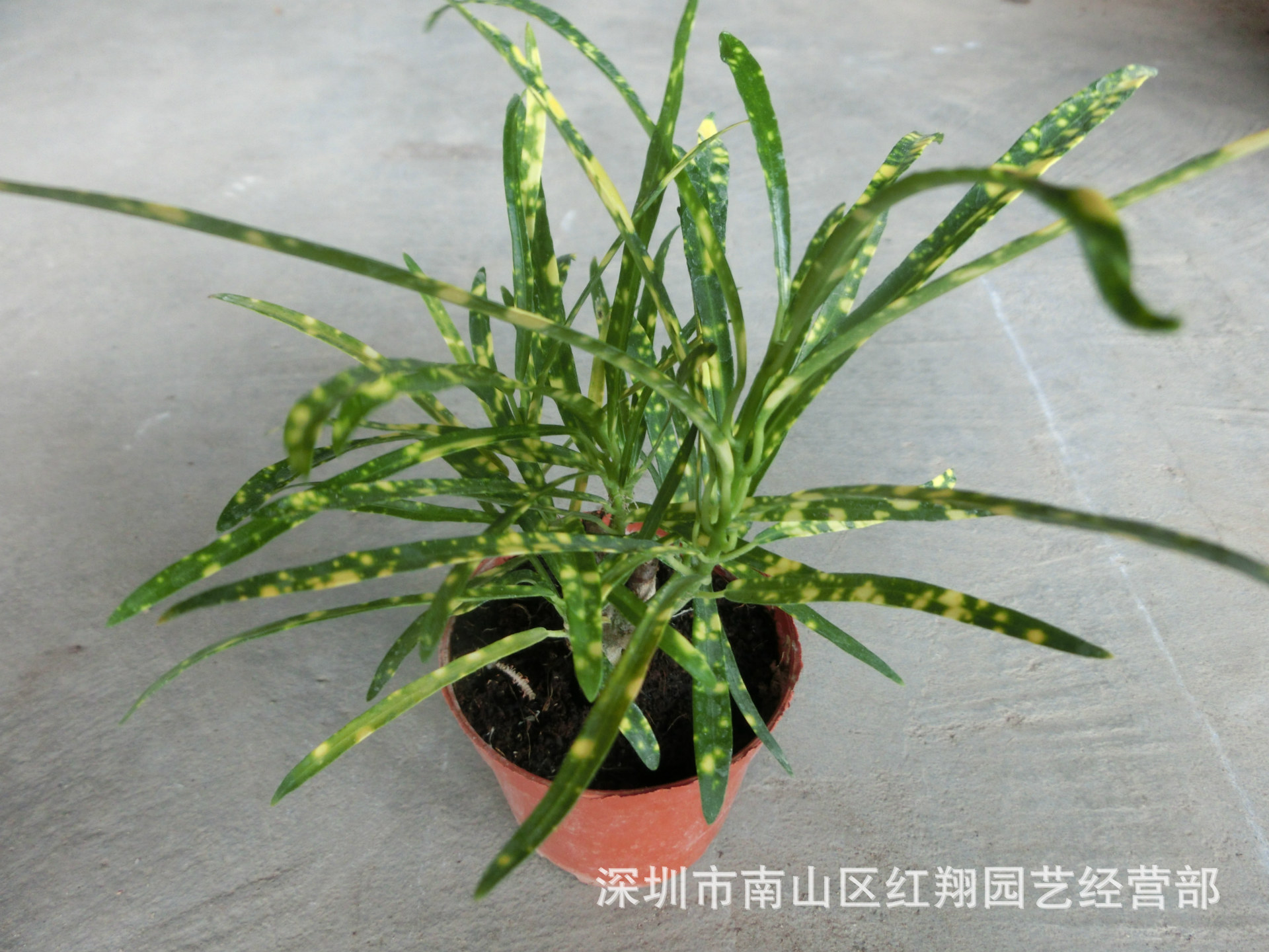 直销变色木小盆栽 a90细叶变叶木 - 苗木批发网