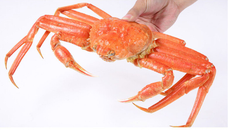 海鲜水产进口鳕蟹 皇后蟹 螃蟹肉寿司料理海鲜500g