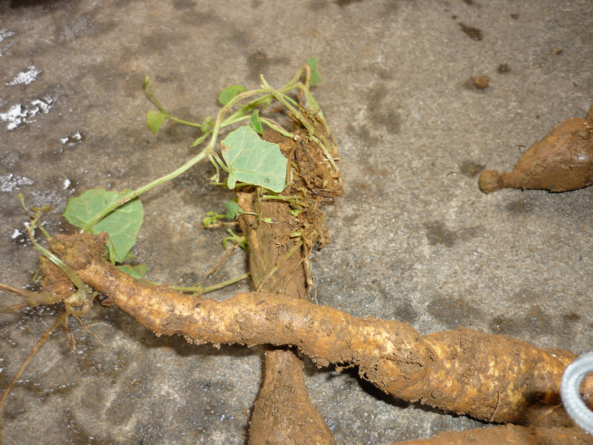 奇特佳果 红参果 红蜜果 红香果 厂家批发