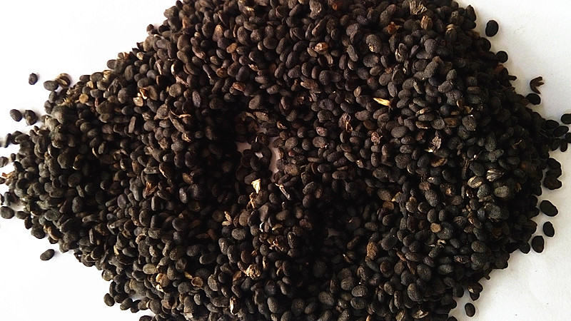 直供补骨脂 胡韭子 黑故子 故芷