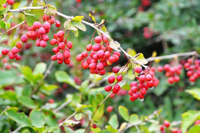 牛奶子提取物/剪子果/甜枣提取物 森冉生物厂家热销