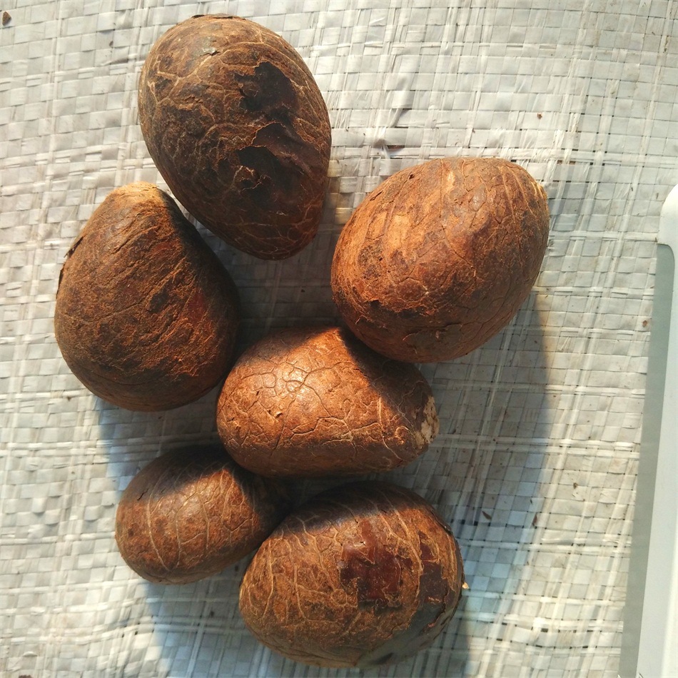 象牙果菩提子原果原皮原籽原料手把件练手果雕刻原料批发