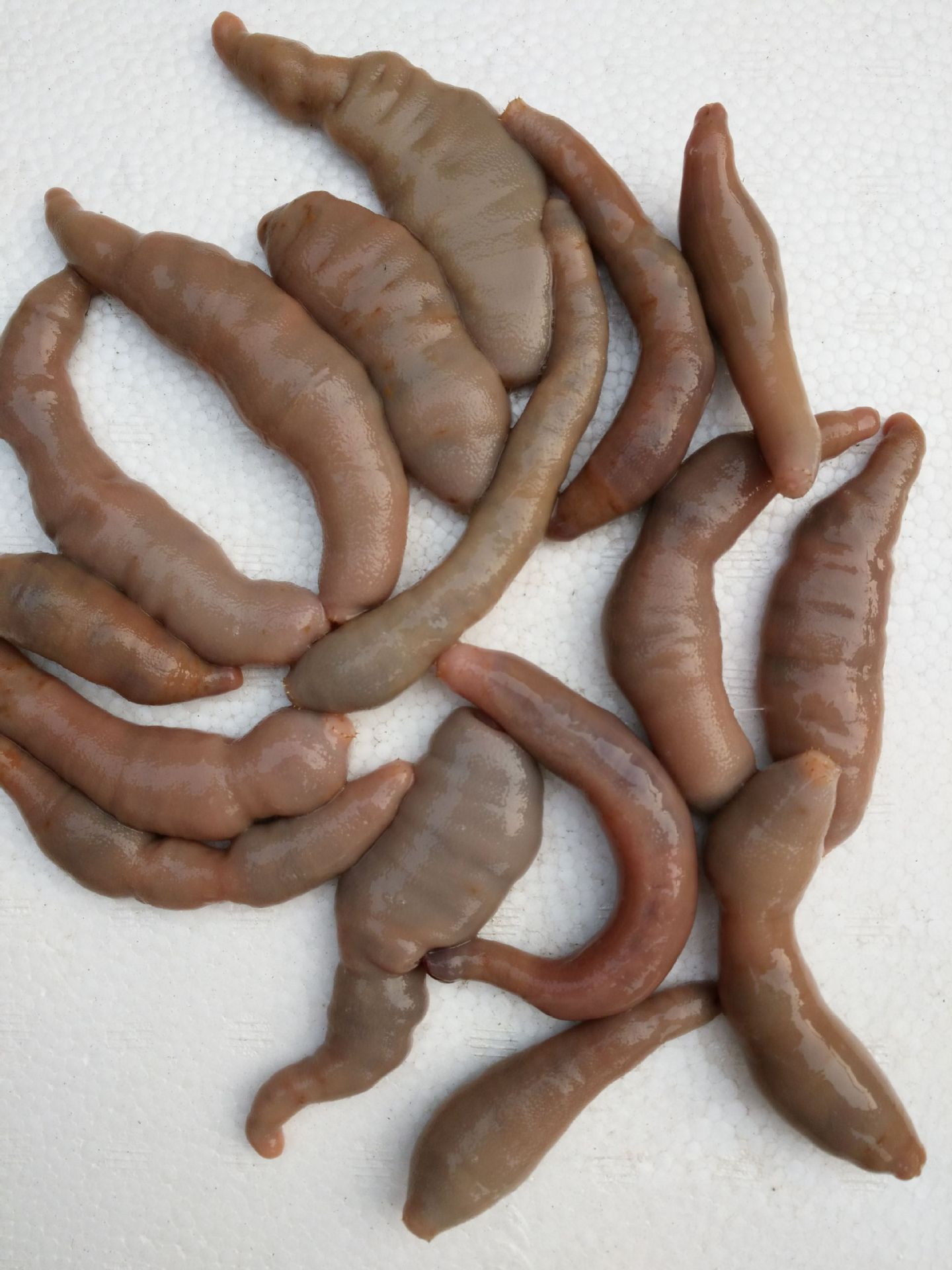 批发供应优质活海肠/鲜活海鲜/海产品/水产品